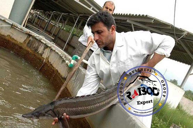 پرورش ماهی اوزون برون در قزوین