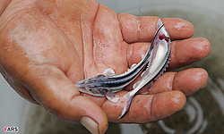 توزیع بچه ماهی ازون برون