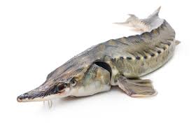 تولید کنندگان ماهی اوزون برون پرورشی