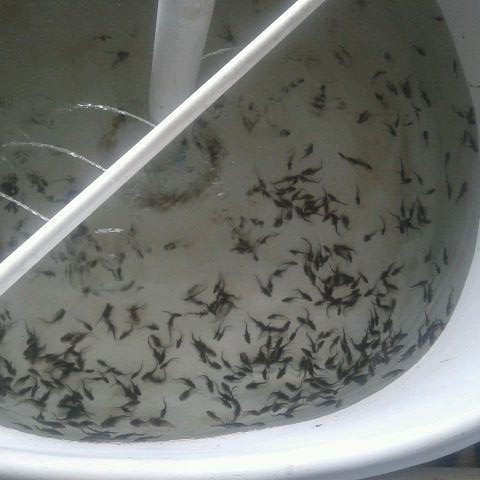 تولید بچه ماهی اوزون برون پرورشی در استخر