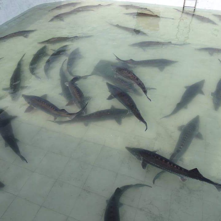تولید انواع ماهی اوزون برون