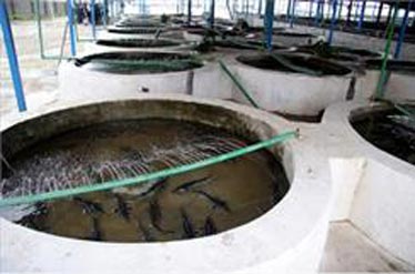 پرورش ماهی اوزون برون در قطب تولید ماهیان خاویاری