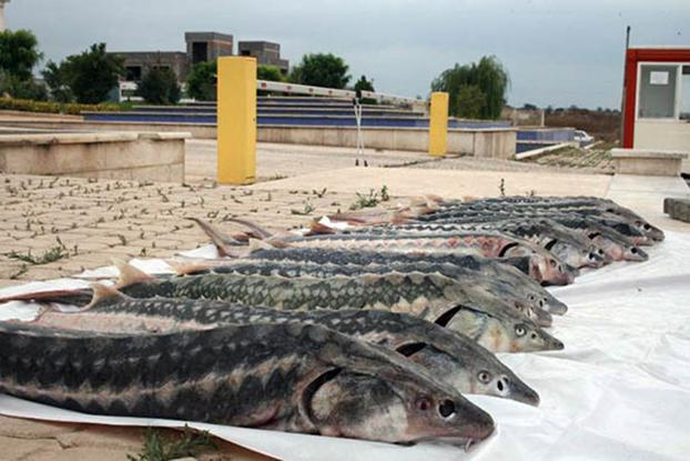 بازار فروش ماهی اوزون برون دریایی