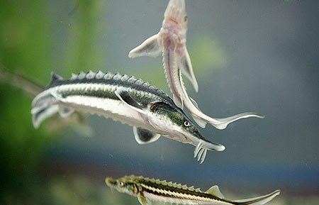 توزیع بچه ماهی خاویاری از نوع سیبری