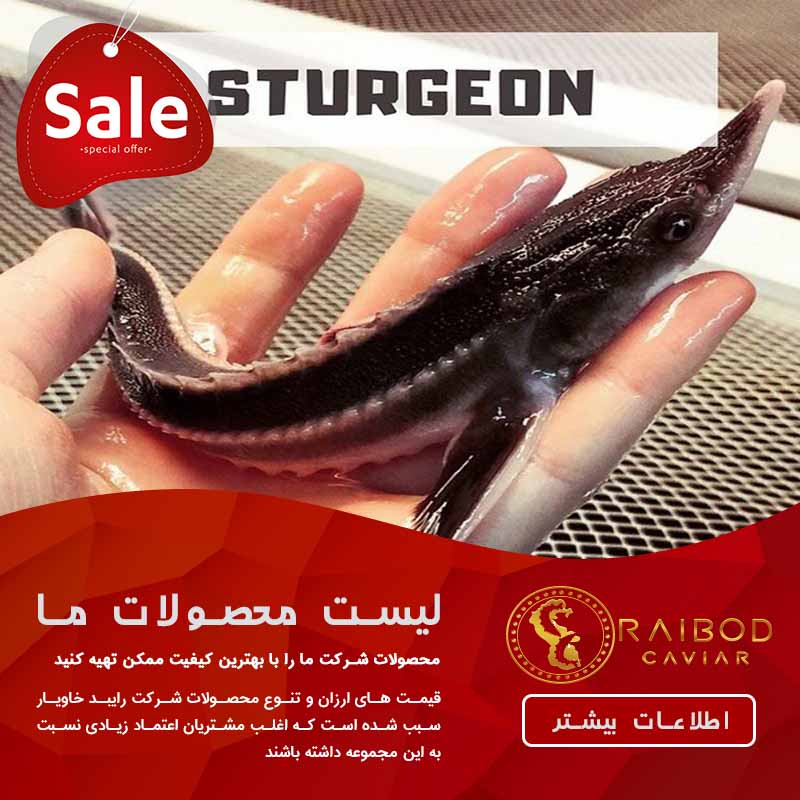 فروش ماهی اوزون برون در تهران